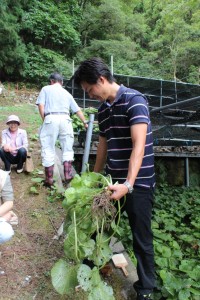 平井さんのワサビ畑見学